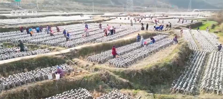 高標(biāo)準(zhǔn)、新模式、巧育種 各地多舉措助增收繪出“新豐景”