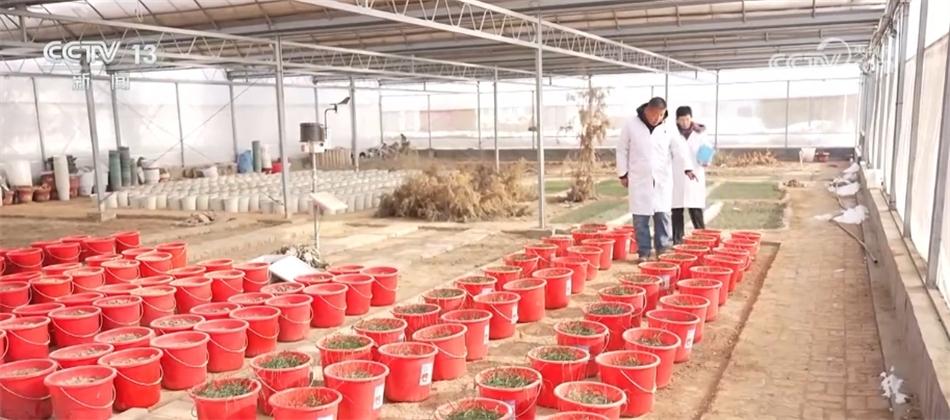 高標(biāo)準(zhǔn)、新模式、巧育種 各地多舉措助增收繪出“新豐景”