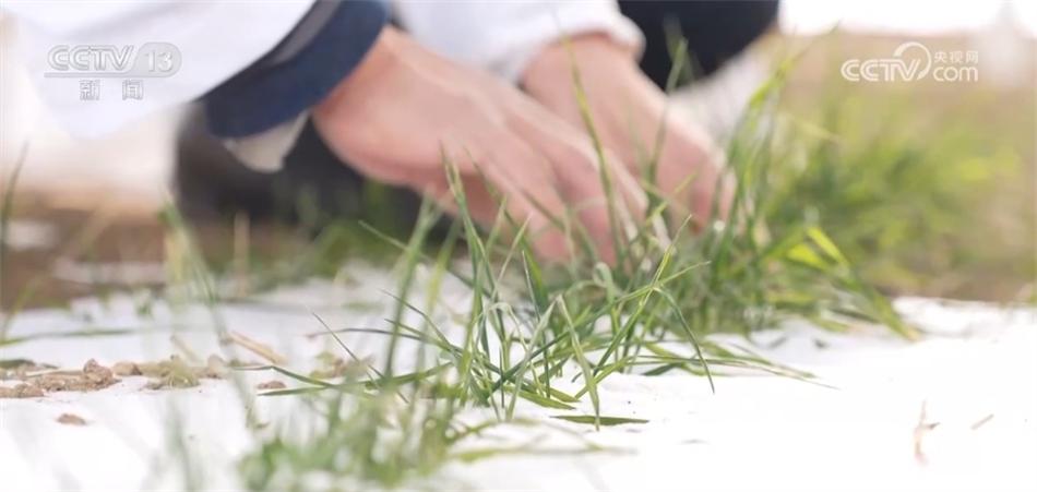 高標(biāo)準(zhǔn)、新模式、巧育種 各地多舉措助增收繪出“新豐景”