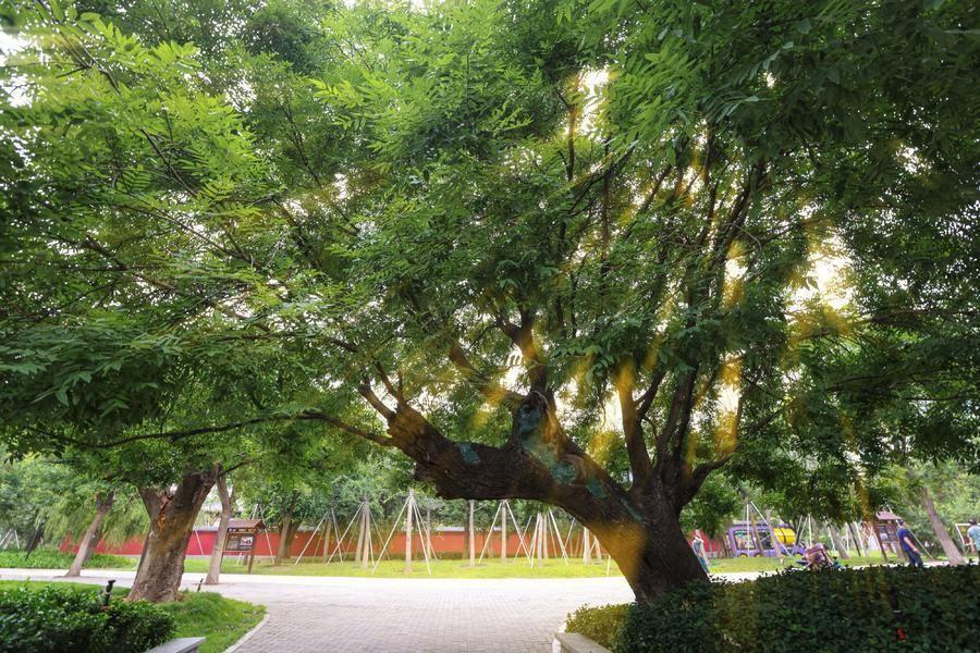 濟南槐蔭:一座充滿獨特氣質的文化之城