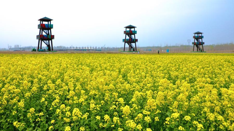 濟南槐蔭:一座充滿獨特氣質的文化之城