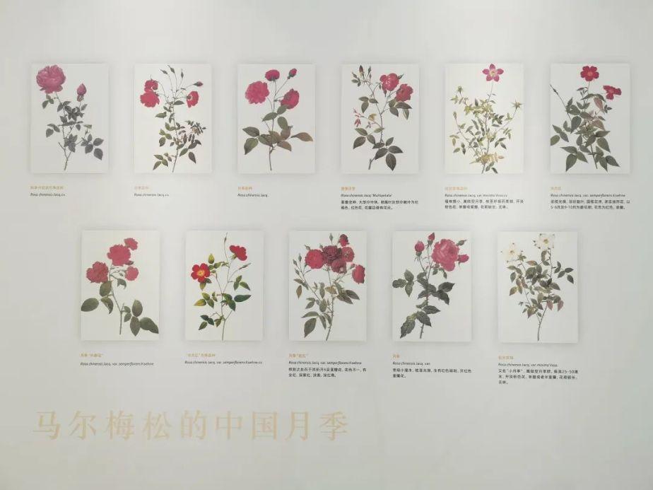 中國植物如何經由海上絲綢之路航向世界?來這個展覽找答案